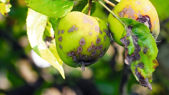 Парша на яблуні — головний ворог вашого саду: як з нею боротися