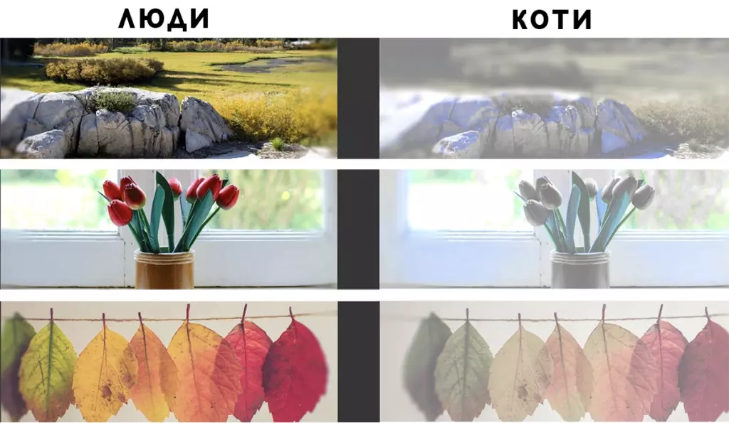 Как коты видят мир: немного об их зрении