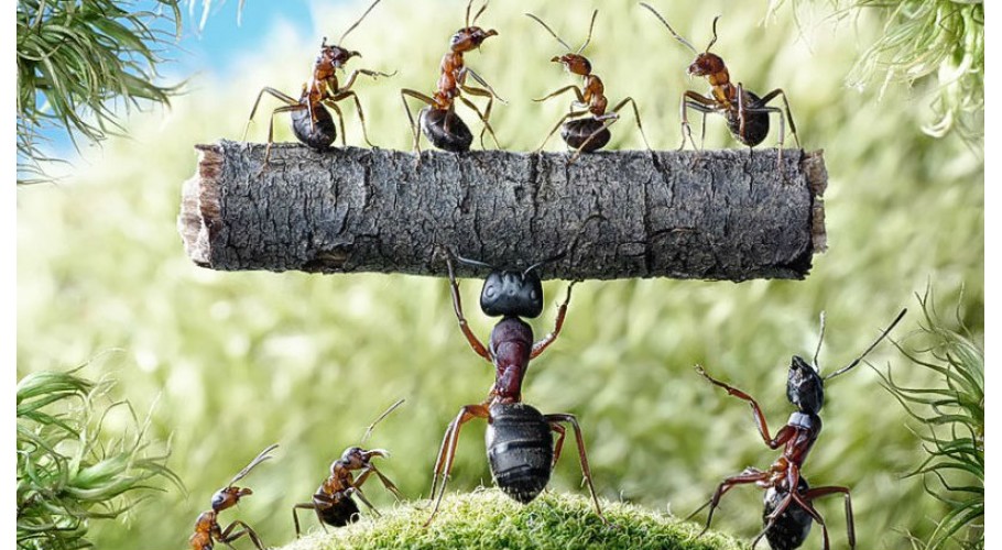 Как избавиться от муравьев: человеческий подход к маленькому нашествию в доме