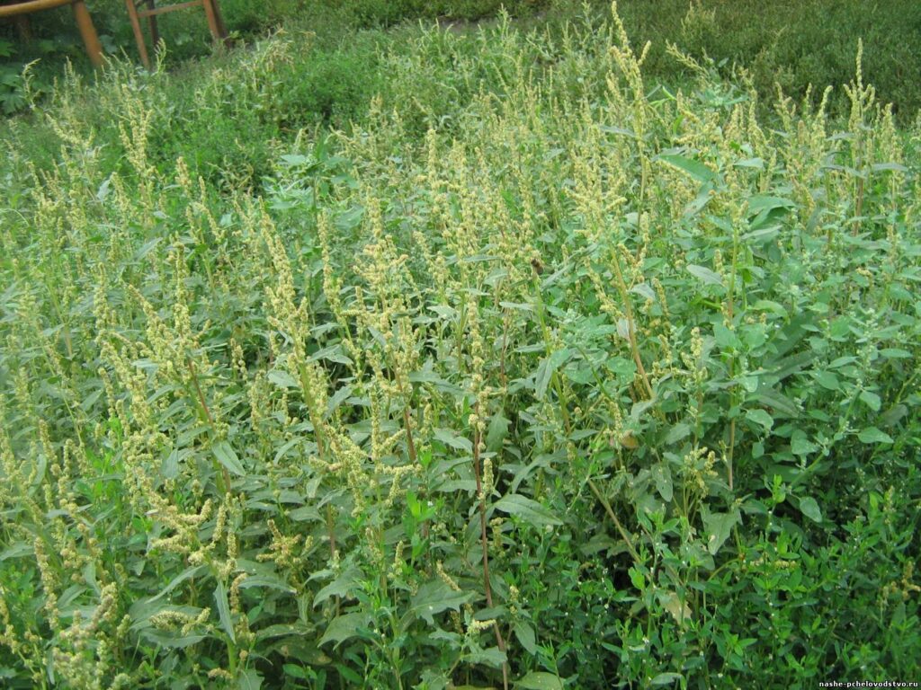 Як позбутися бур'янів: велика війна за ваш ідеальний город