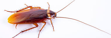 9 домашних способов навсегда избавиться от тараканов