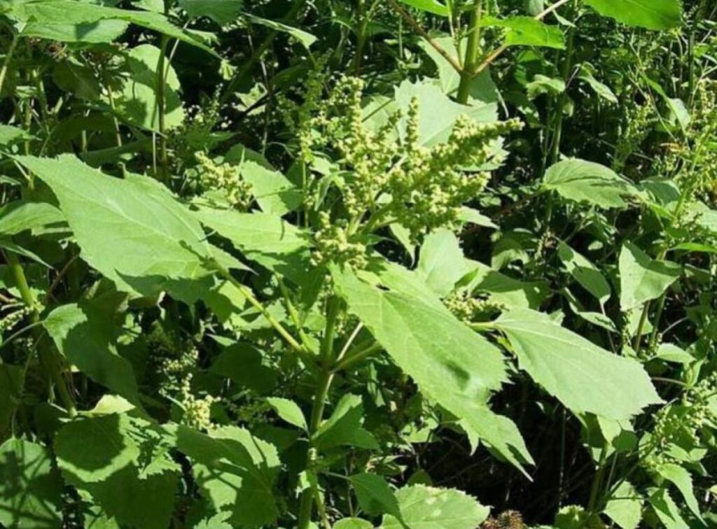 Як позбутися бур'янів: велика війна за ваш ідеальний город