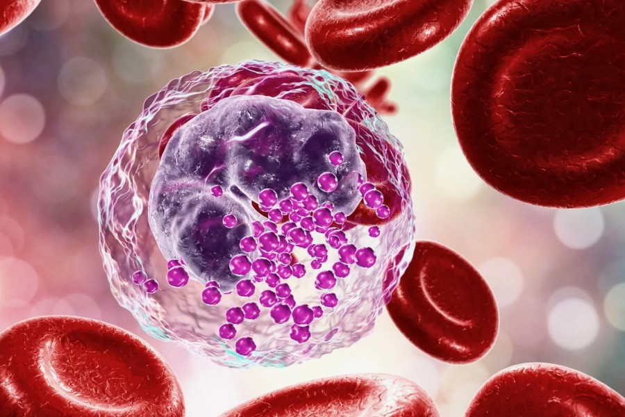 Базофіли: що це таке, яка їх норма і про що свідчать відхилення