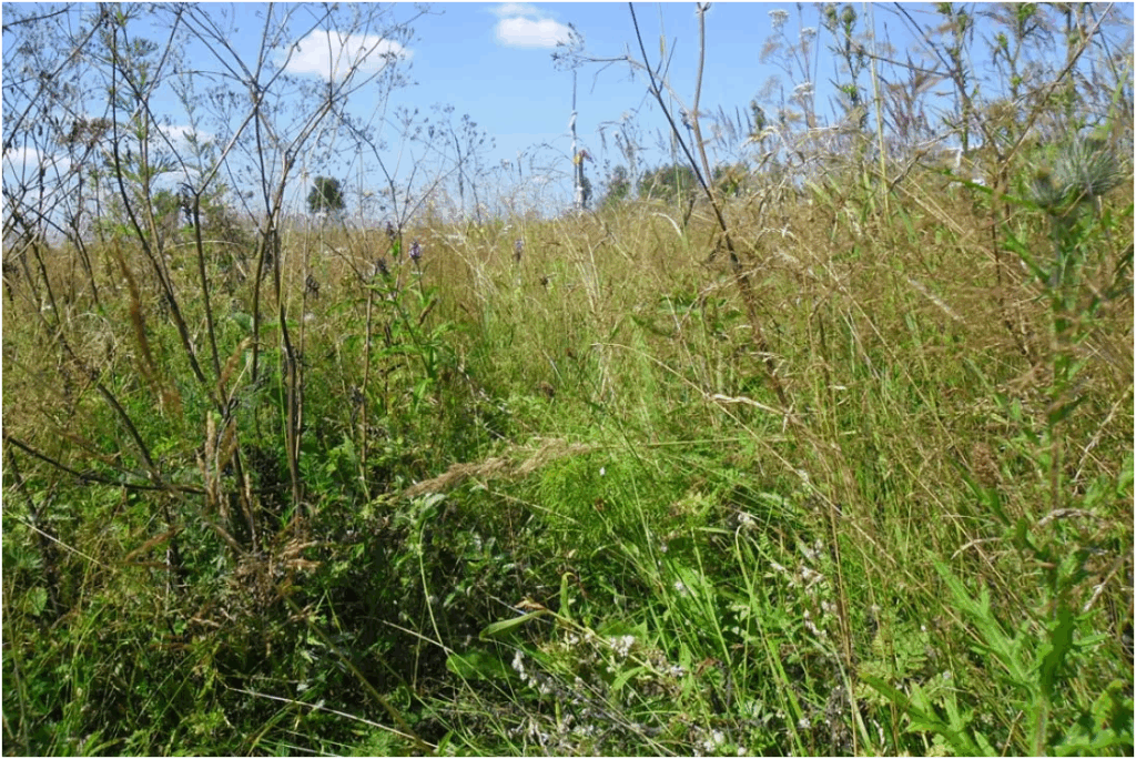 Як позбутися бур'янів: велика війна за ваш ідеальний город