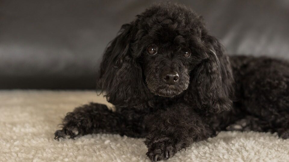Карликовый пудель: маленькое счастье с большим сердцем