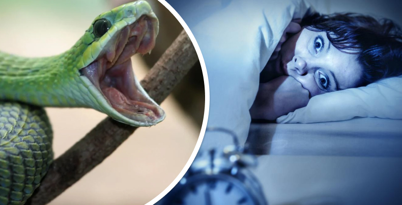 О чем могут говорить змеи во сне
