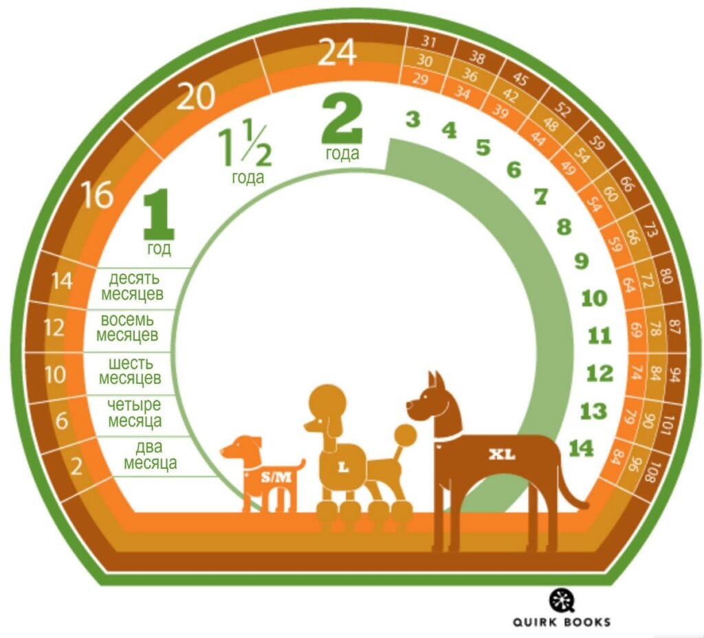 Как посчитать возраст собаки на человеческий манер: это не просто «умножить на семь»