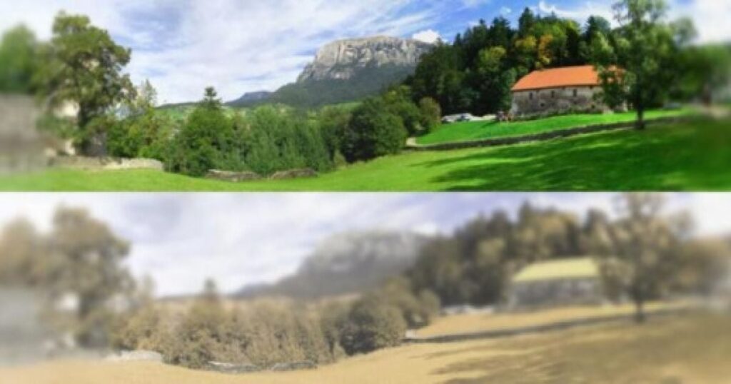 Як коти бачать світ: трохи про їхній зір